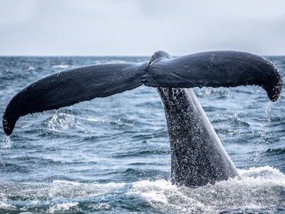 Walbeobachtung in Piura Walflosse