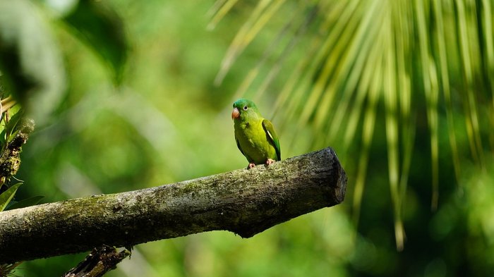 Grüner Vogel (Sittich/Papagei) auf einem Ast