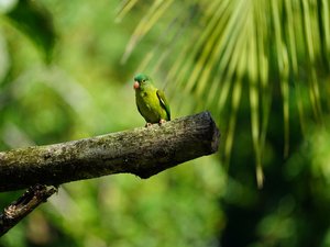 Grüner Vogel (Sittich/Papagei) auf einem Ast