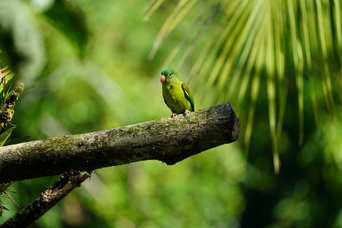Grüner Vogel (Sittich/Papagei) auf einem Ast