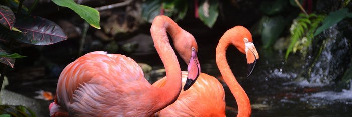 Zwei Flamingos in einem kleinen Fluss
