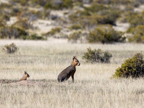 Großer Pampashase in Argentinien