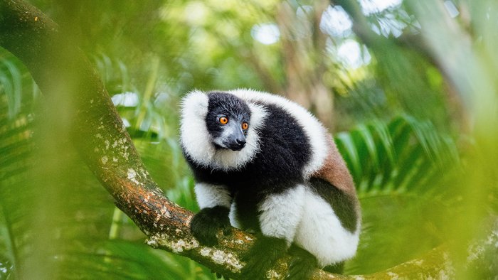 Lemur in einem Baum