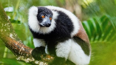 Lemur in einem Baum