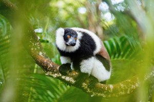 Lemur in einem Baum