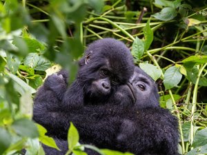 Eine Gorillas Mutter hält ihr Junges im Arm.