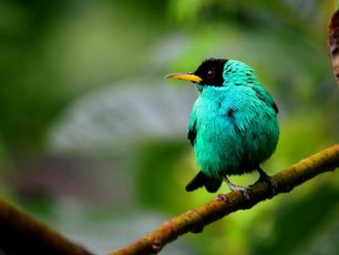 Kappennaschvogel auf einem Ast in Costa Rica