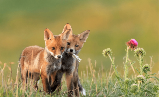 Zwei Fuchsjunge spielen in einer Wiese