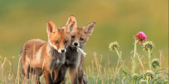 Zwei Fuchsjunge spielen in einer Wiese