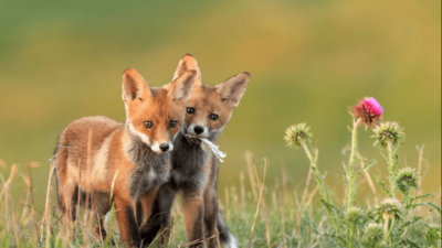 Zwei Fuchsjunge spielen in einer Wiese