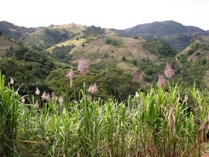 Zuckerrohrpflanzen wachsen vor Bergpanorama