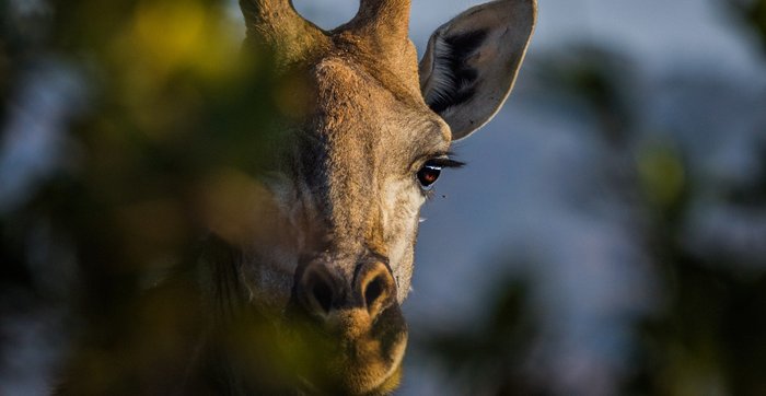 Kopf einer Giraffe halb hinter einem Baum versteckt