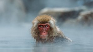 Kleiner Makake genießt ein heißes Bad im Winter