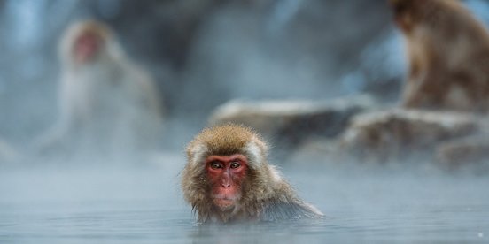 Kleiner Makake genießt ein heißes Bad im Winter