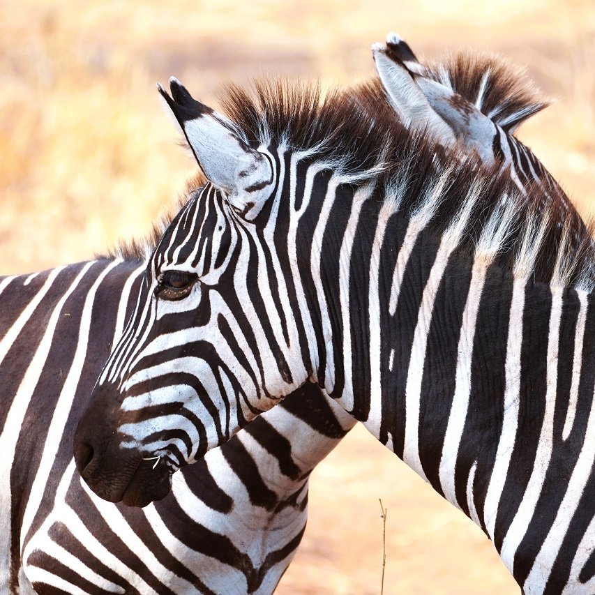 Zwei Zebras stehen sich gegenüber