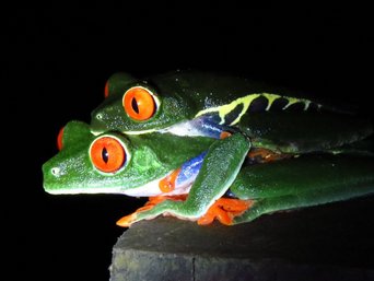 Zwei Rotaugenlaubfrösche bei der Paarung