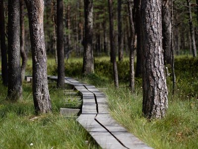 Steg führt durch ein Moor in Estland