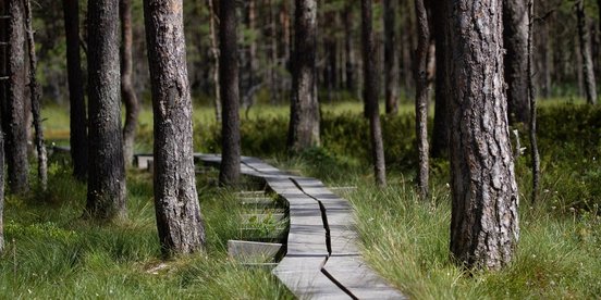 Steg führt durch ein Moor in Estland