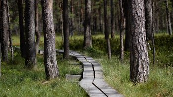 Steg führt durch ein Moor in Estland