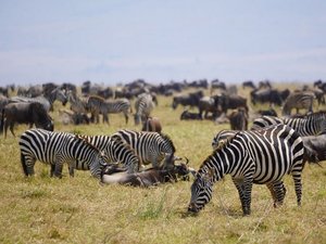 Eine Zebraherde in der Serengeti.