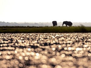 Die Silhuetten zweier Elefanten am Flussufer