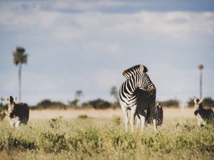 Zebra schaut nach hinten
