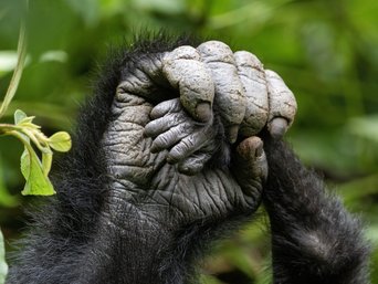 Sich umgreifende Gorillahände.