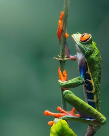 Costa Rica Rotaugenlaubfrosch Costa Rica Fotoreise