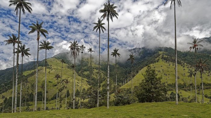 Hohe Palmen im Cocora Tal in Kolumbien.