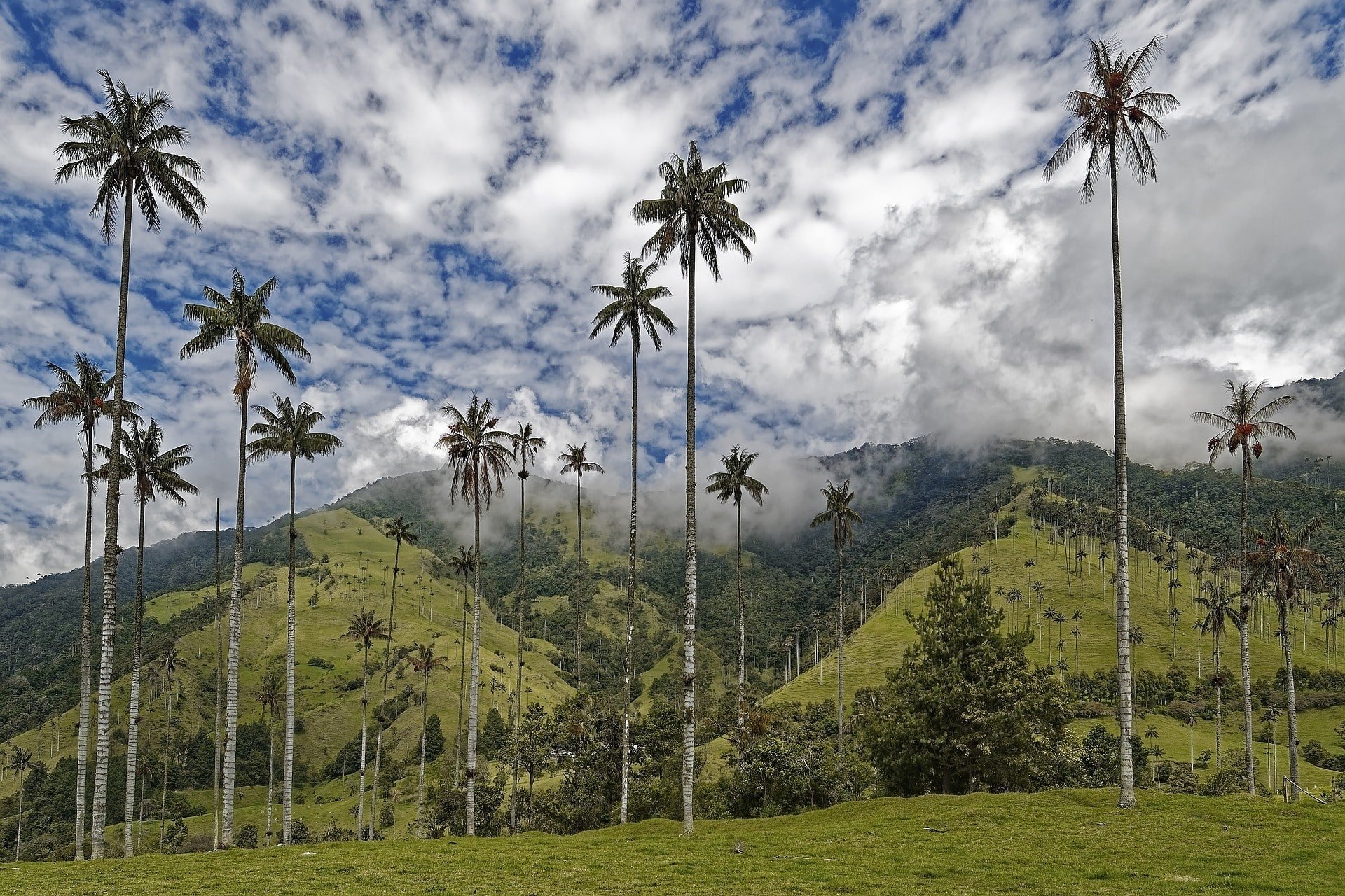 Hohe Palmen im Cocora Tal in Kolumbien.