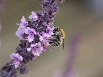 Wildbiene an einer lila Blüte