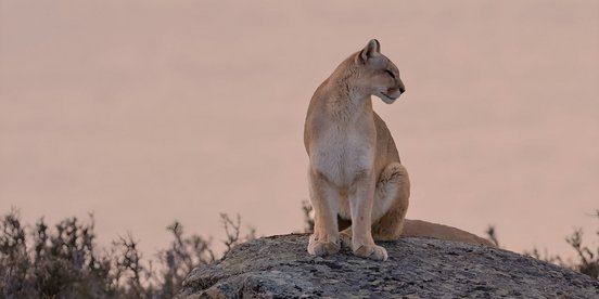 The Puma (genus) from Patagonia