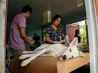 Straßenhund wird operiert
