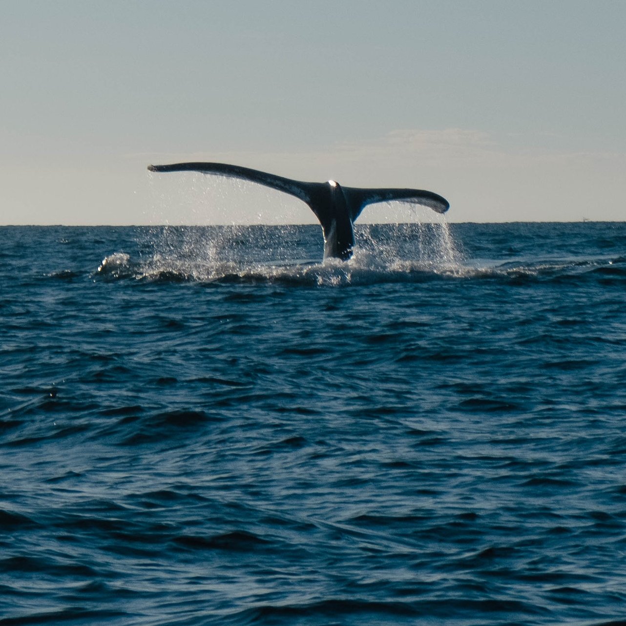 Fluke eines Wals über dem Wasser