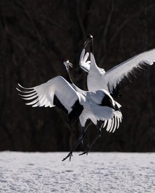 Mandschurenkraniche fotografiert auf der Japan Fotoreise