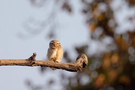 Ein Dschungel-Sperlingskauz sitzt auf einem Ast