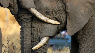 Zwei Elefanten lehnen ihre Köpfe aneinander