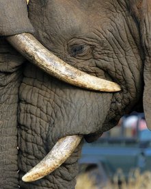 Zwei Elefanten lehnen ihre Köpfe aneinander