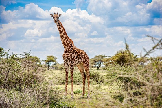 Giraffe im afrikanischen Buschland