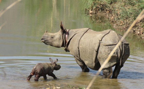 Nashornmutter mit Baby in einem Fluss in Nepal