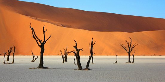 Tote, schwarze Bäume in der Wüste Sossusvlei