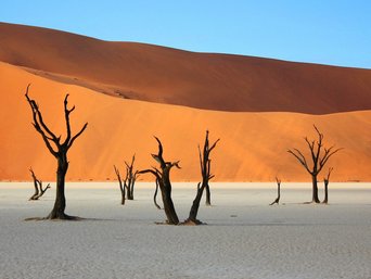 Tote, schwarze Bäume in der Wüste Sossusvlei