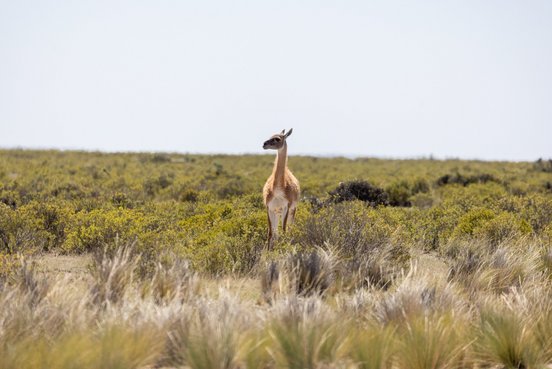 Einzelnes Guanako in einer Wiese