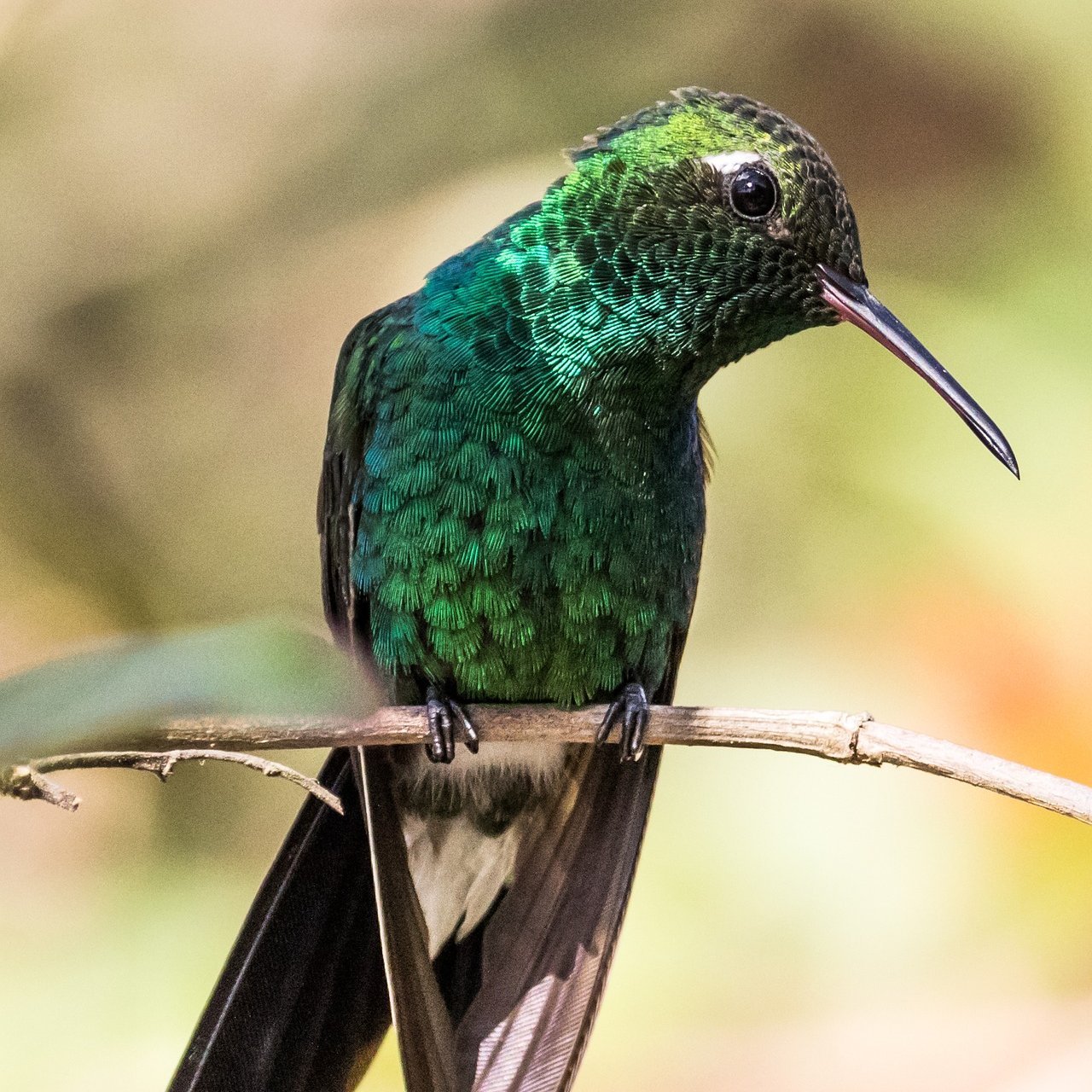 Nahaufnahme eines Kolibris in Kuba.