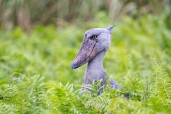 Ein Schuhschnabel in den Sümpfen Ugandas