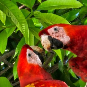 Papageien in Costa Rica