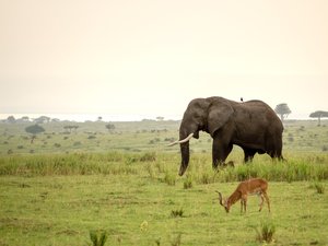 Grüne Weite im Murchinsonfalls Nationalpark durch die ein Elefant läuft