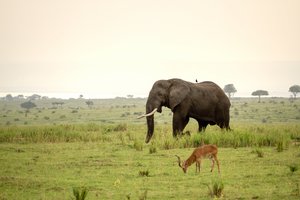 Grüne Weite im Murchinsonfalls Nationalpark durch die ein Elefant läuft
