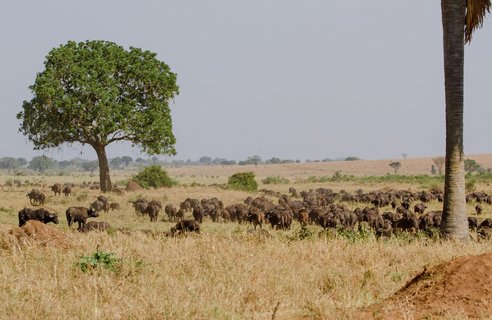 Eine große Kaffernbüffelherde läuft durch eine Grassavanne