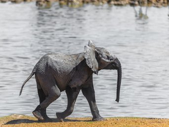 Elefantenbaby läuft fröhlich an einem Wasserloch entlang